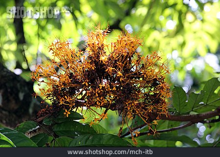 
                Saraca Thaipingensis, Gelbe Saraca                   