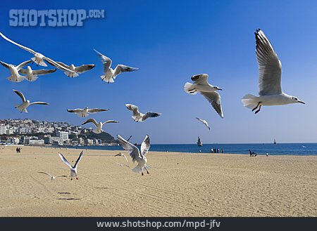
                Korea, Busan, Haeundae Strand                   