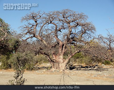 
                Kastanienbaum, Botswana                   