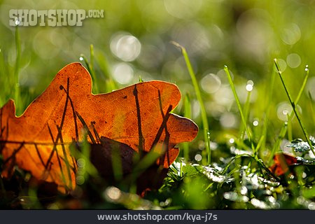 
                Herbst, Blatt, Eichenblatt, Morgentau                   