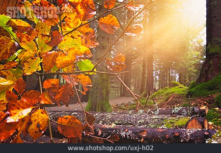 
                Sonnenstrahlen, Herbstwald, Rotbuche                   