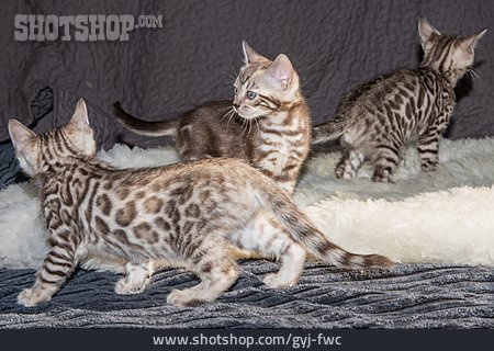 
                Kätzchen, Bengalkatze, Katzenbaby                   