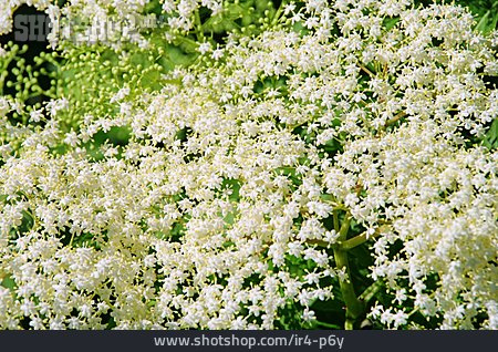 
                Holunder, Holunderblüte                   