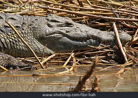 
                Krokodil, Alligator, Nilkrokodil                   