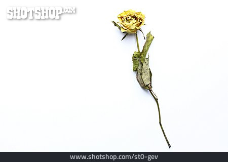 
                Rose, Vertrocknet                   