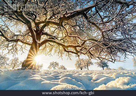 
                Baum, Winter, Sonnenstrahlen                   