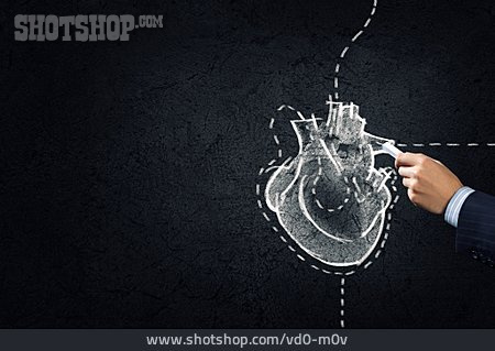 
                Herz, Motor, Anatomie                   