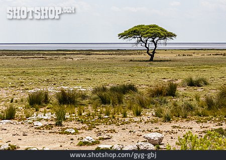 
                Namibia, Etosha National Park                   