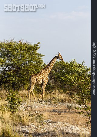 
                Giraffe, Etosha Nationalpark                   
