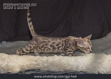 
                Katze, Bengalkatze                   