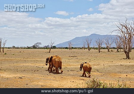 
                Elefant, Tsavo-east-nationalpark                   