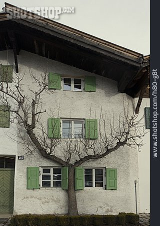 
                Wohnhaus, Baum, Fassade                   
