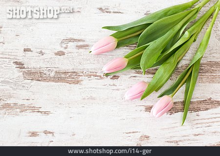 
                Ostern, Muttertag, Blumengrüße                   