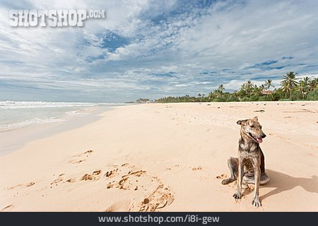 
                Hund, Sri Lanka, Ahungalla                   