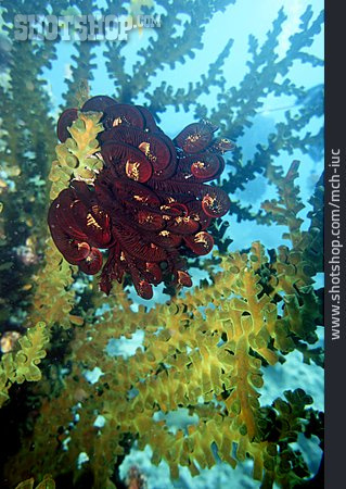 
                Unterwasseraufnahme, Koralle, Steinkoralle, Haarstern, Tubastraea Micranthus                   