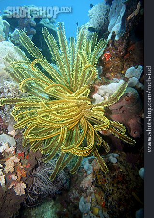
                Unterwasseraufnahme, Korallenriff, Haarstern                   