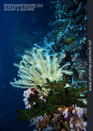 
                Unterwasseraufnahme, Korallenriff, Koralle                   