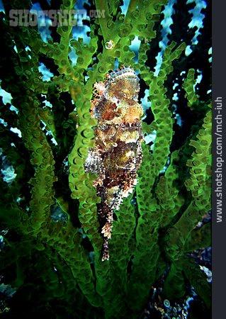 
                Unterwasseraufnahme, Korallenriff, Skorpionfisch, Steinkoralle, Tubastraea Micranthus                   