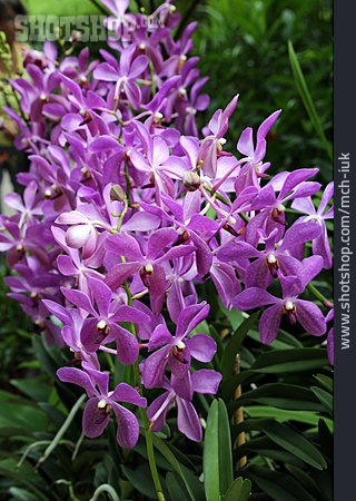 
                Orchidee, Aranda Noorah Alsagoff                   