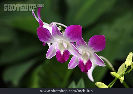 
                Orchidee, Dendrobium                   