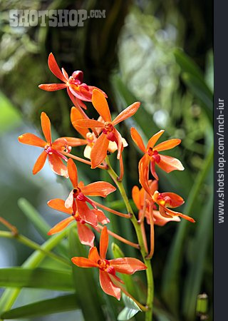 
                Orchidee, Plumeria                   