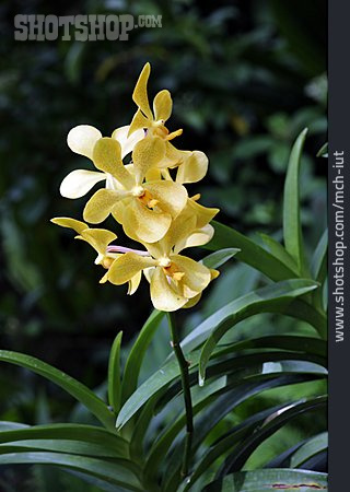 
                Orchidee, Aranda                   