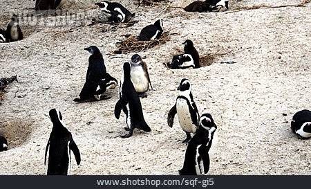 
                Pinguin, Brillenpinguin, Afrikanischer Pinguin                   