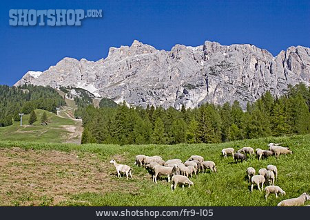 
                Schafe, Schafherde, Dolomiten                   