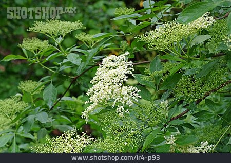 
                Holunder, Holunderblüte                   