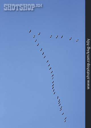 
                Formationsflug, Kranich, Vogelschwarm                   