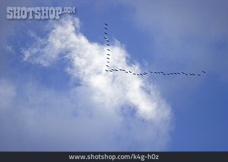 
                Formationsflug, Kranich, Zugvogel, Vogelschwarm                   