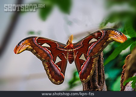 
                Schmetterling, Atlasspinner                   
