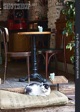 
                Katze, Straßencafé, Istanbul                   