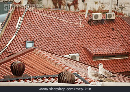 
                Möwe, Istanbul, Hausdächer                   