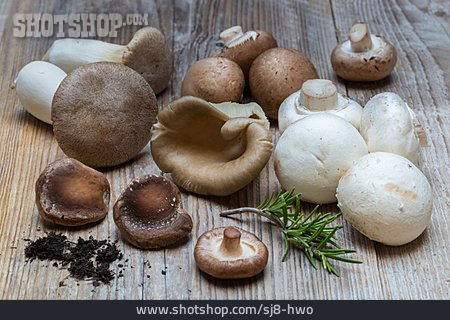 
                Mushrooms, Shiitake, Oyster Mushroom, Mushrooms, Pleurotus                   