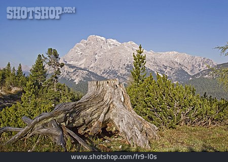
                Gebirge, Dolomiten, Baumstumpf, Sextner Dolomiten, Wurzelstock                   