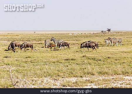 
                Plains Zebra, Blue Wildebeest                   