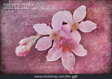 
                Blüte, Handschrift, Collage                   
