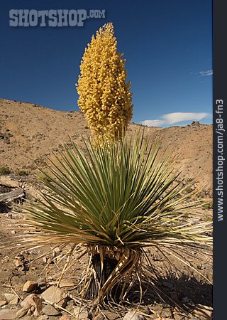 
                Yucca Schidigera                   