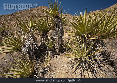 
                Yucca Schidigera, Mojave Yucca                   