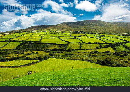 
                Landschaft, Feld, Irland, Parzelle                   