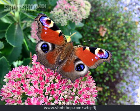 
                Peacock Butterfly                   