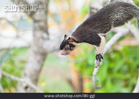 
                Indian Giant Squirrel                   