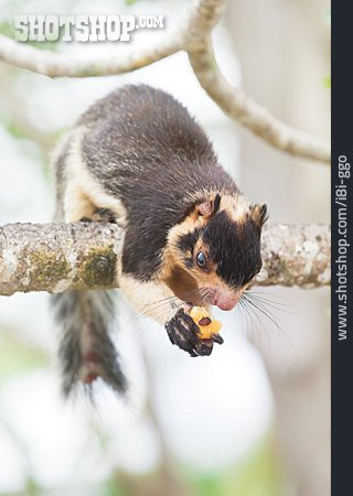
                Indian Giant Squirrel                   