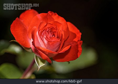 
                Rose, Rote Rose, Beetrose                   