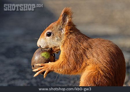 
                Red Squirrel                   
