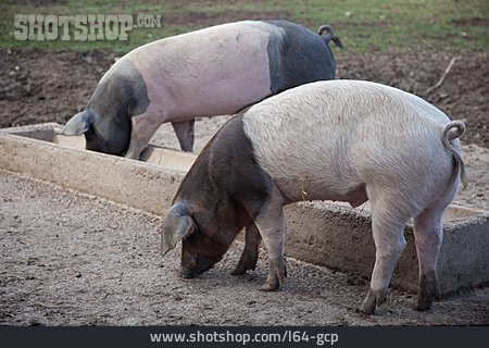 
                Schwein, Hausschwein                   