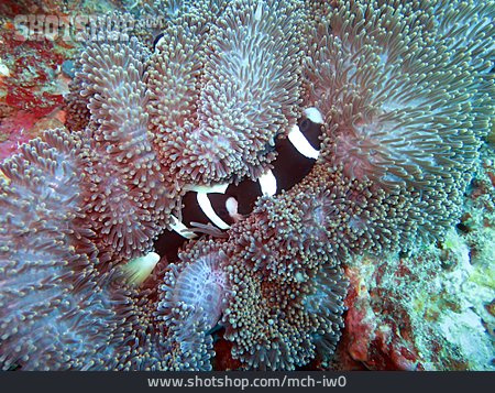
                Weißband-anemonenfisch                   