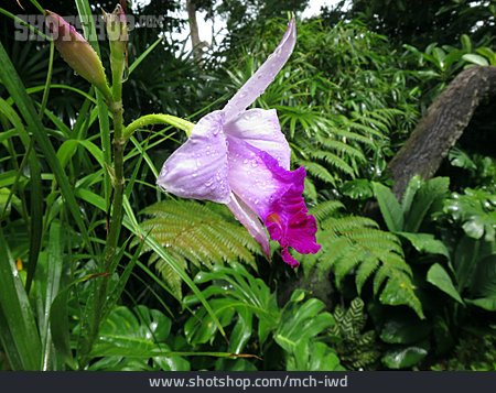 
                Orchidee, Arundina                   