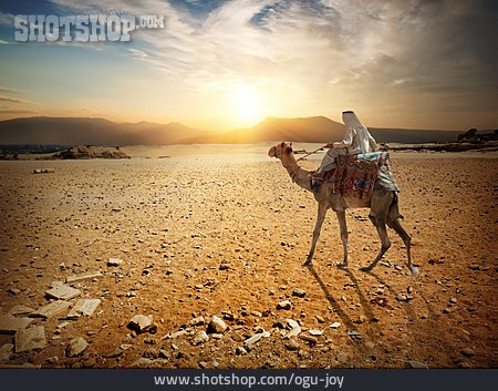 
                Sonnenuntergang, Wüste, ägypten, Kamel, Beduine                   